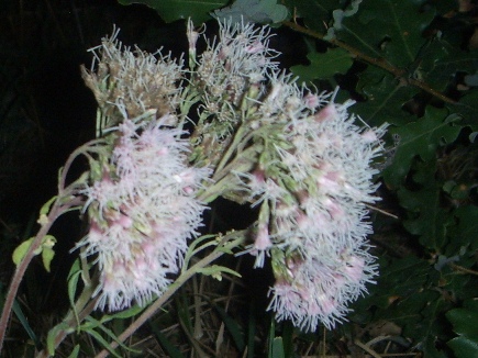 Pianta di sottobosco - Eupatorium cannabinum