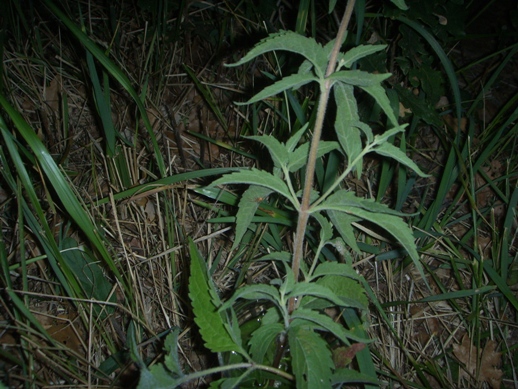 Pianta di sottobosco - Eupatorium cannabinum