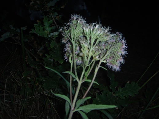 Pianta di sottobosco - Eupatorium cannabinum