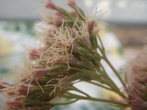 Pianta di sottobosco - Eupatorium cannabinum