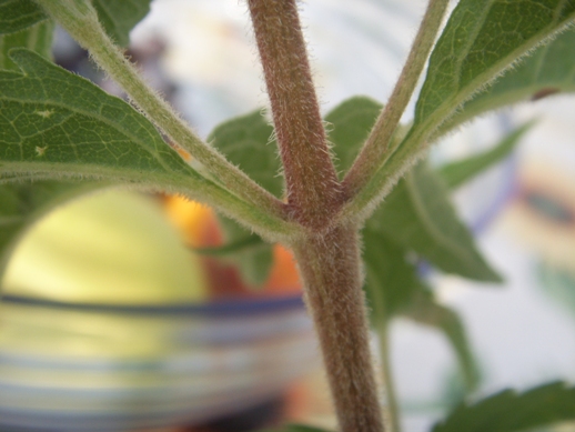 Pianta di sottobosco - Eupatorium cannabinum