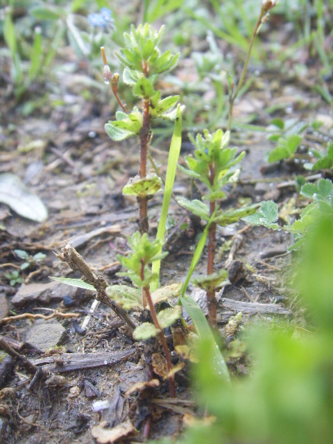 Veronica arvensis