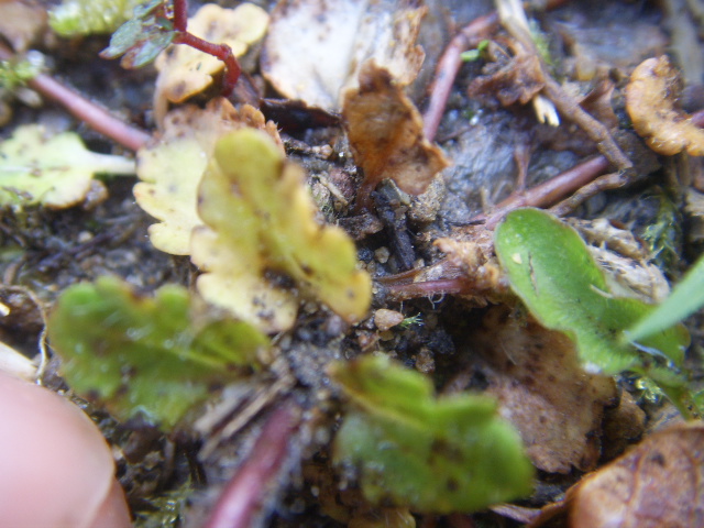 Veronica arvensis