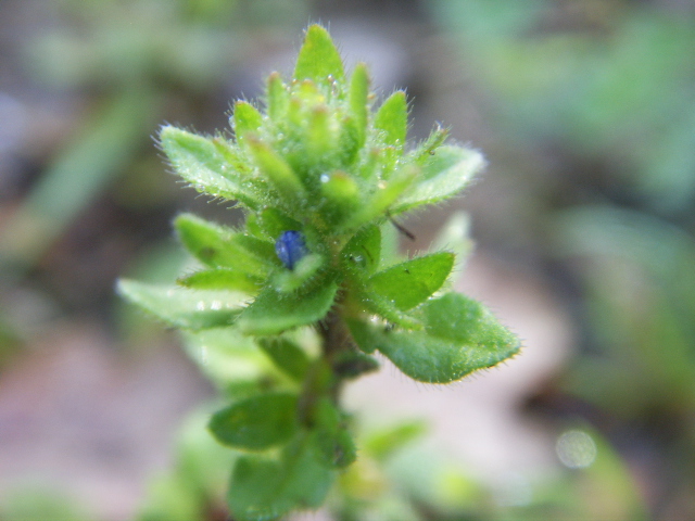 Veronica arvensis