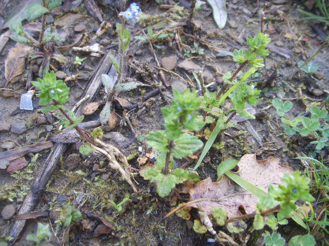Veronica arvensis
