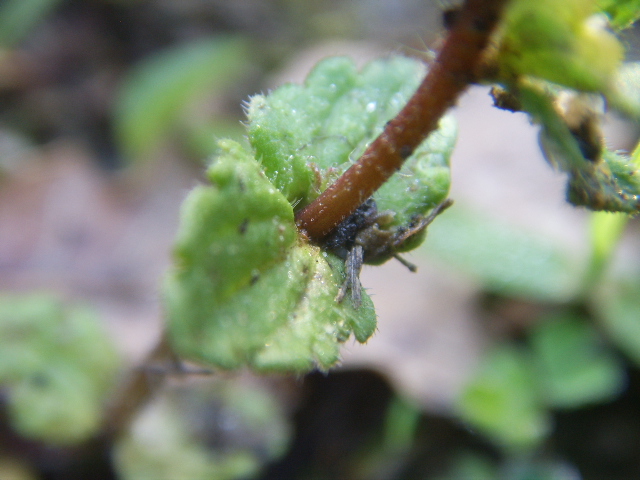 Veronica arvensis