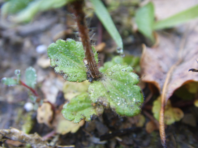 Veronica arvensis