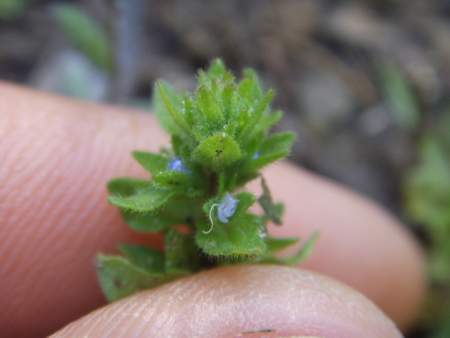 Veronica arvensis