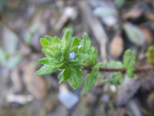 Veronica arvensis