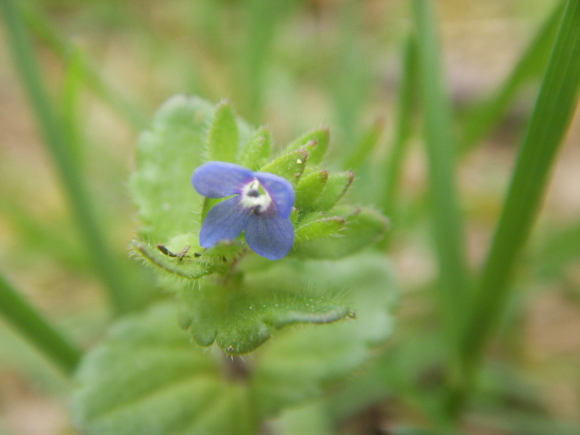 Veronica arvensis
