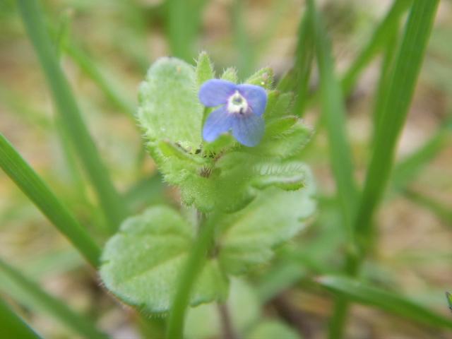 Veronica arvensis