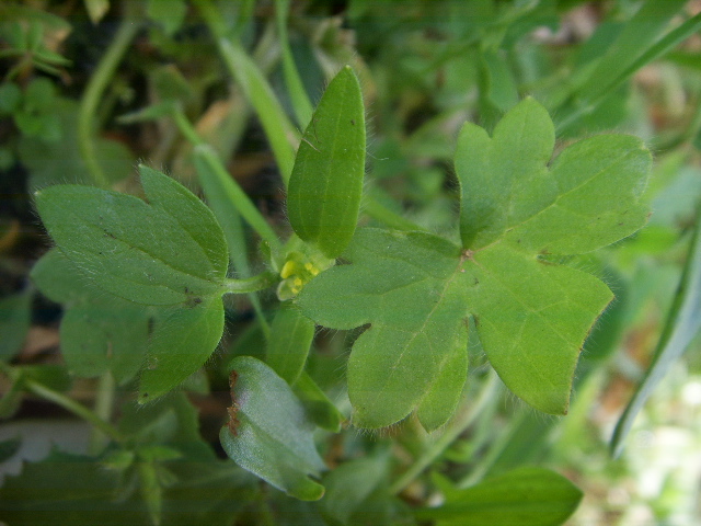 Ranunculus parviflorus