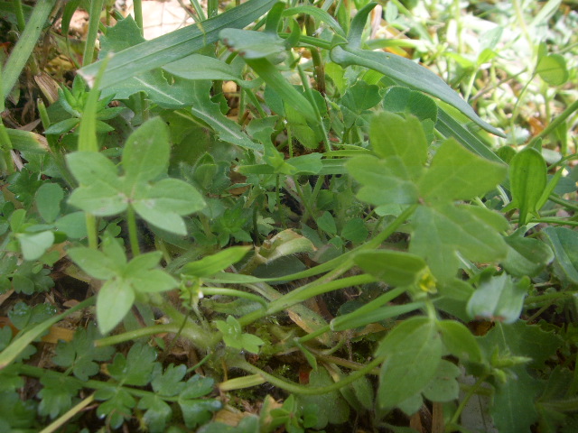 Ranunculus parviflorus