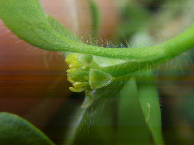 Ranunculus parviflorus