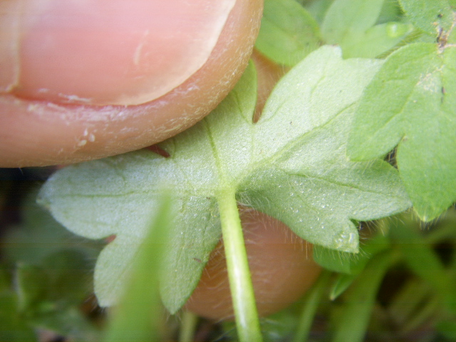 Ranunculus parviflorus