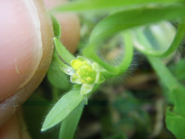 Ranunculus parviflorus