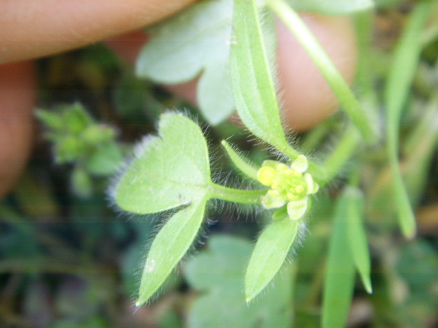 Ranunculus parviflorus