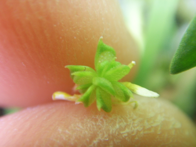 Ranunculus parviflorus