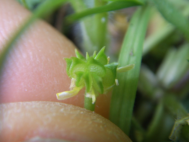 Ranunculus parviflorus