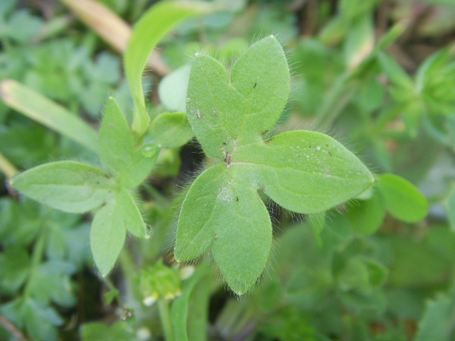 Ranunculus parviflorus