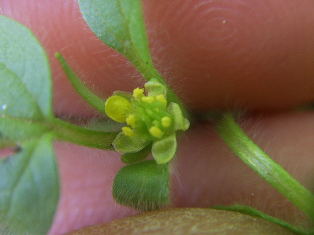 Ranunculus parviflorus