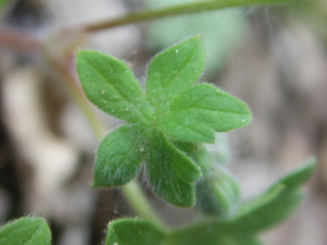 Geranium molle