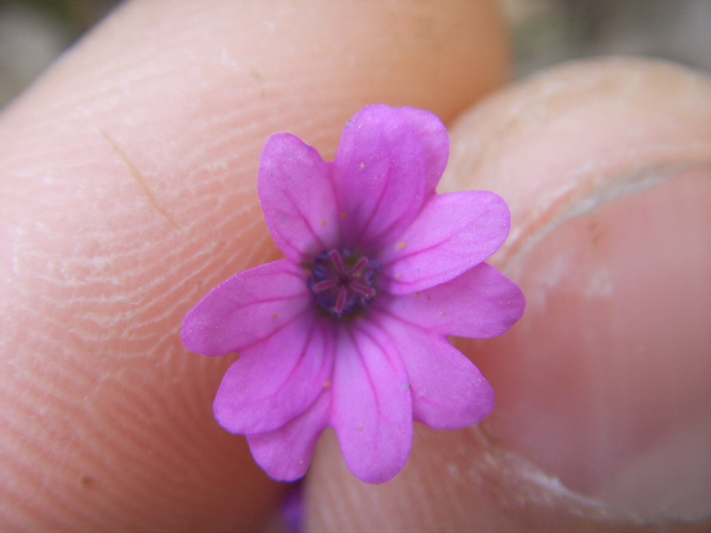 Geranium molle