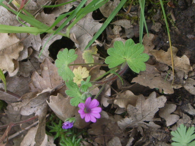 Geranium molle