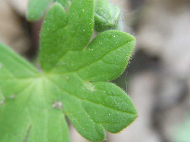 Geranium molle