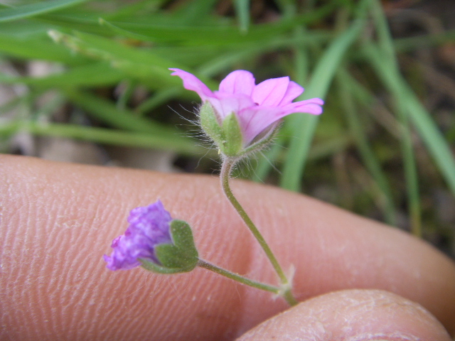 Geranium molle