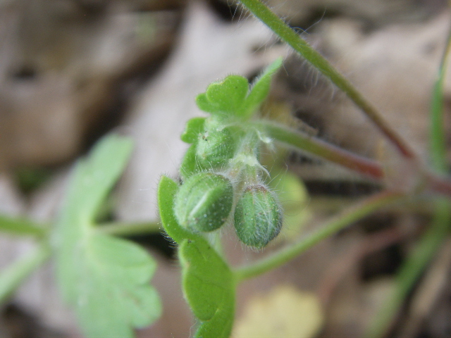 Geranium molle