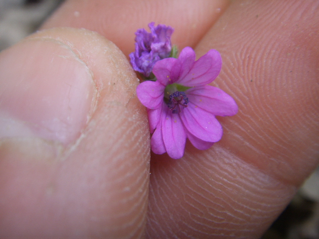 Geranium molle