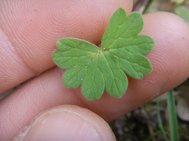 Geranium molle