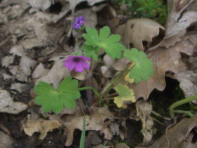 Geranium molle