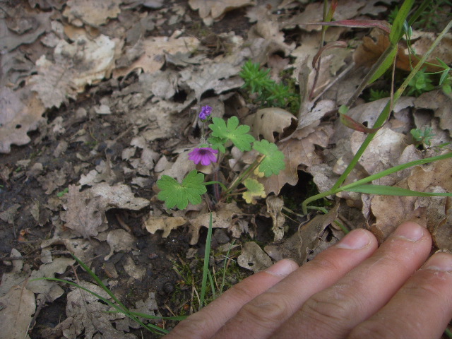 Geranium molle