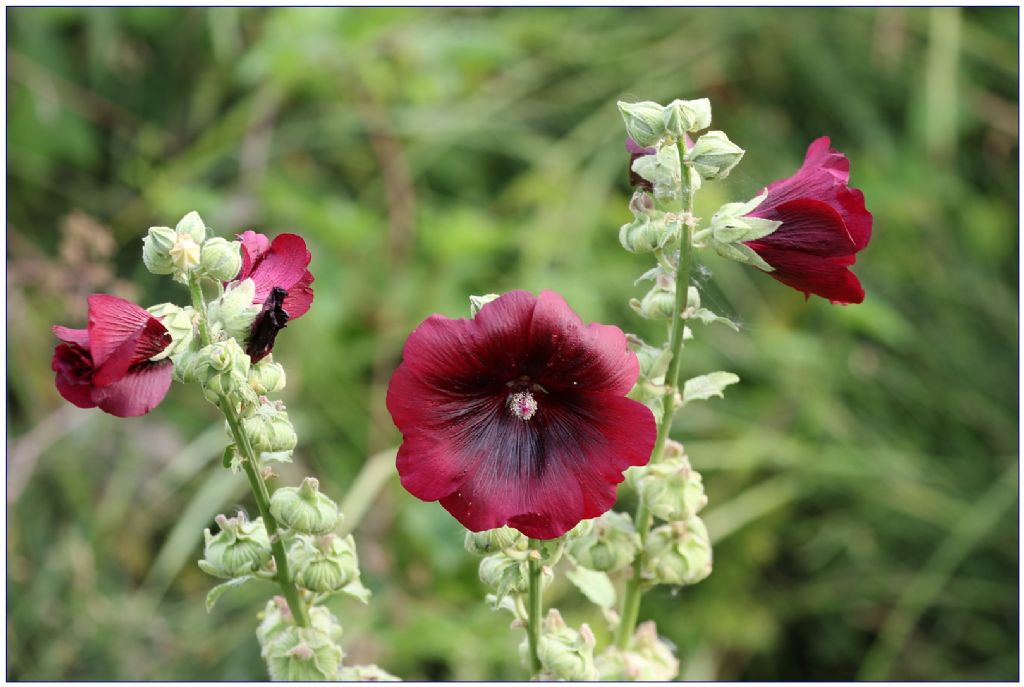 Alcea rosea / Malvone roseo