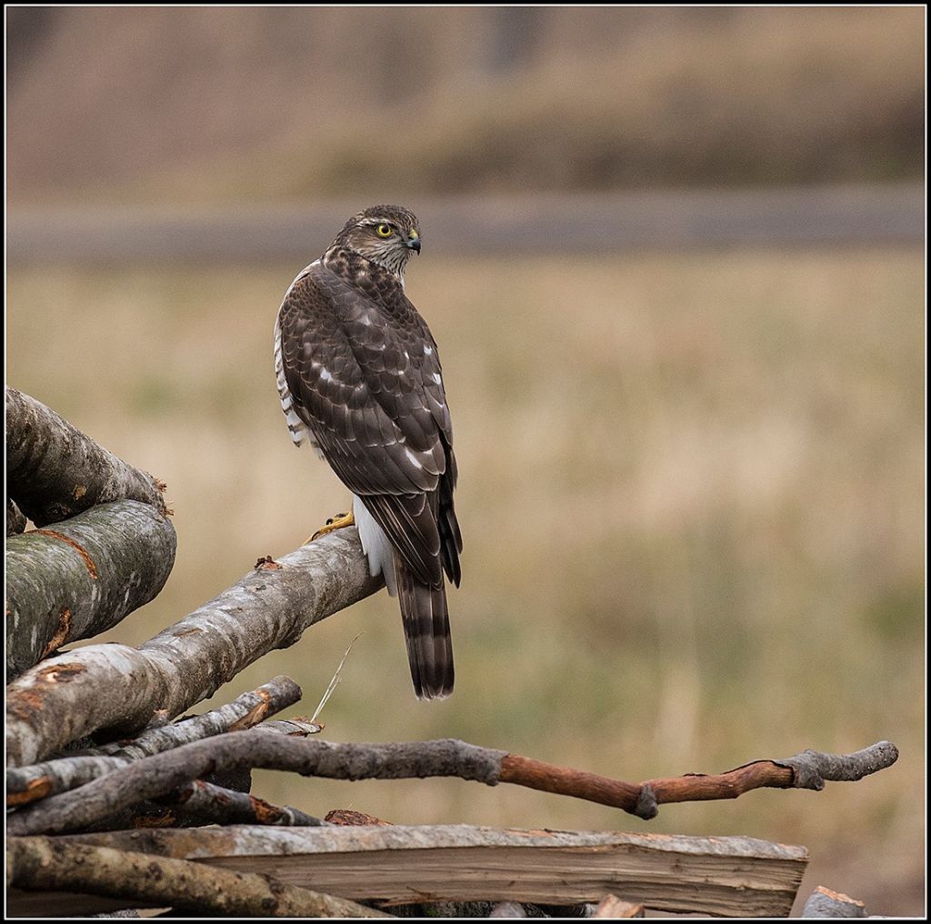 Un aiuto... Poiana... Astore ..Sparviero?   Sparviero (Accipiter nisus)