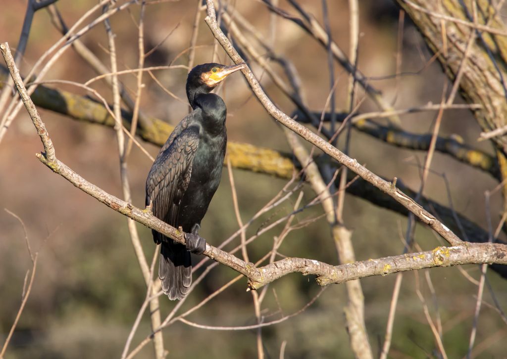 Cormorano marrone