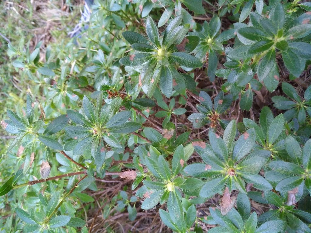 Rododendro a 338 metri SLM:  Rhododendron hirsutum