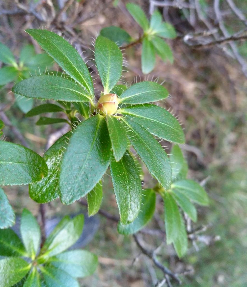 Rododendro a 338 metri SLM:  Rhododendron hirsutum