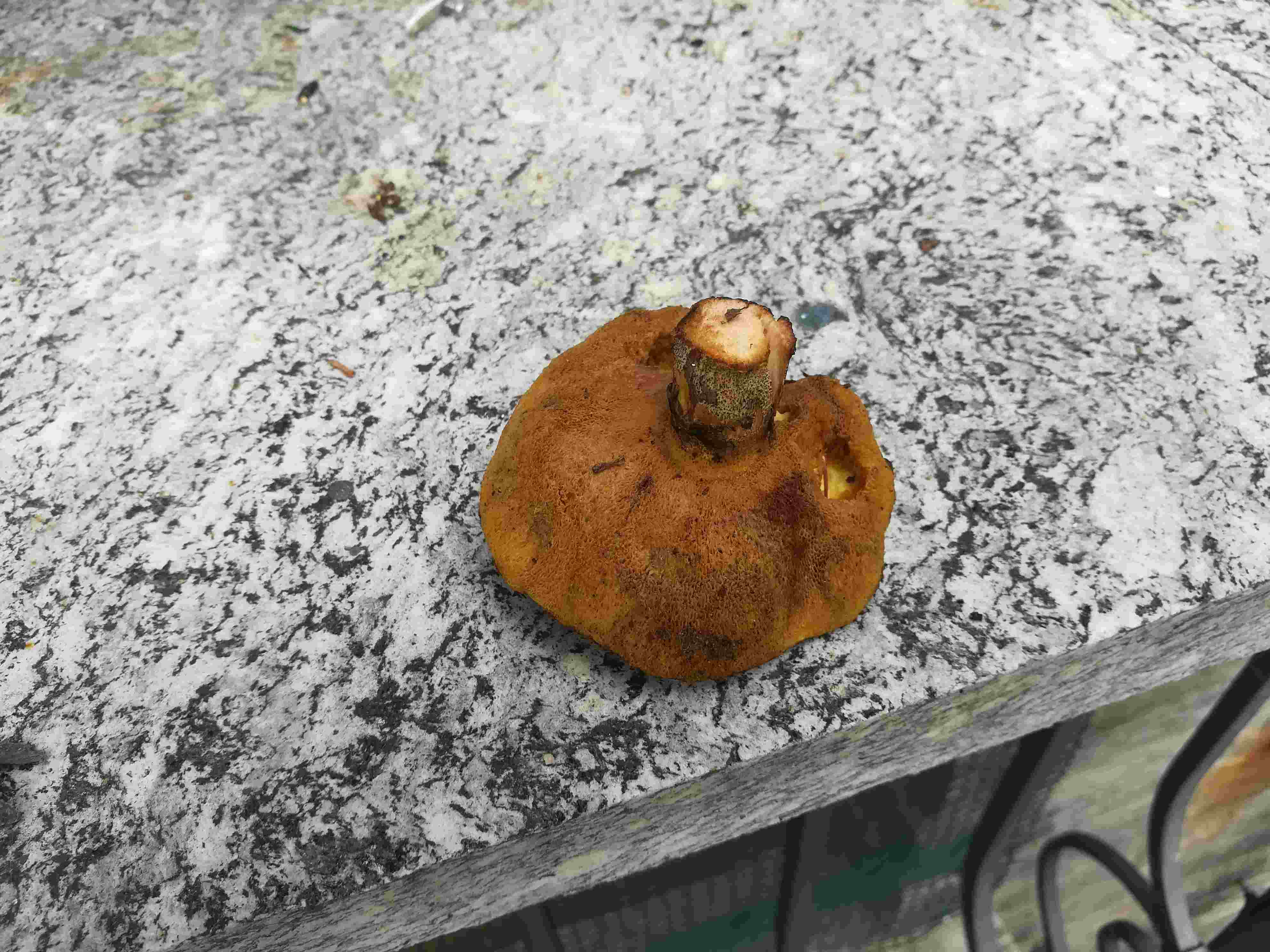 Fungo? Help