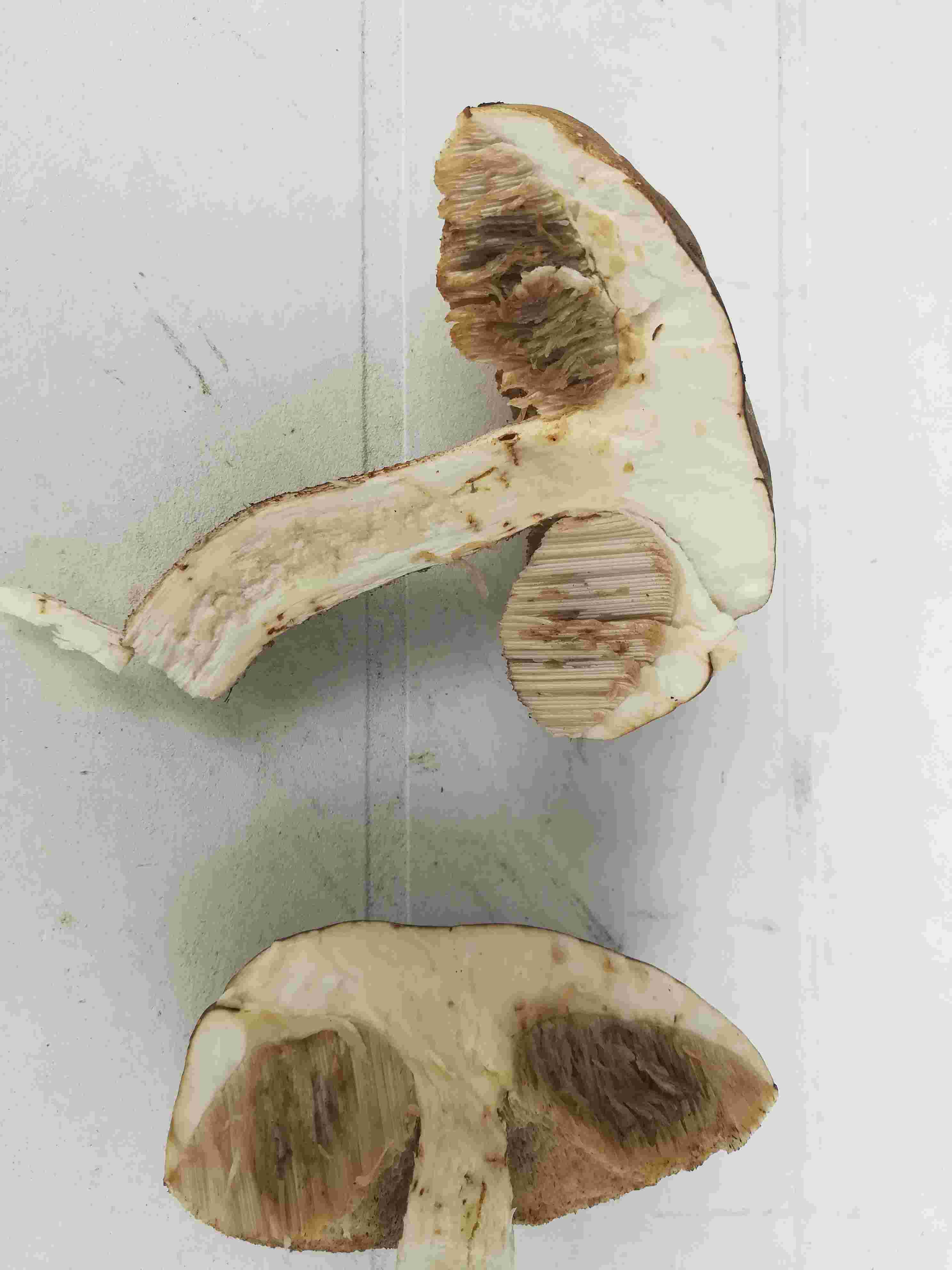 Fungo in prossimit alberi betulla
