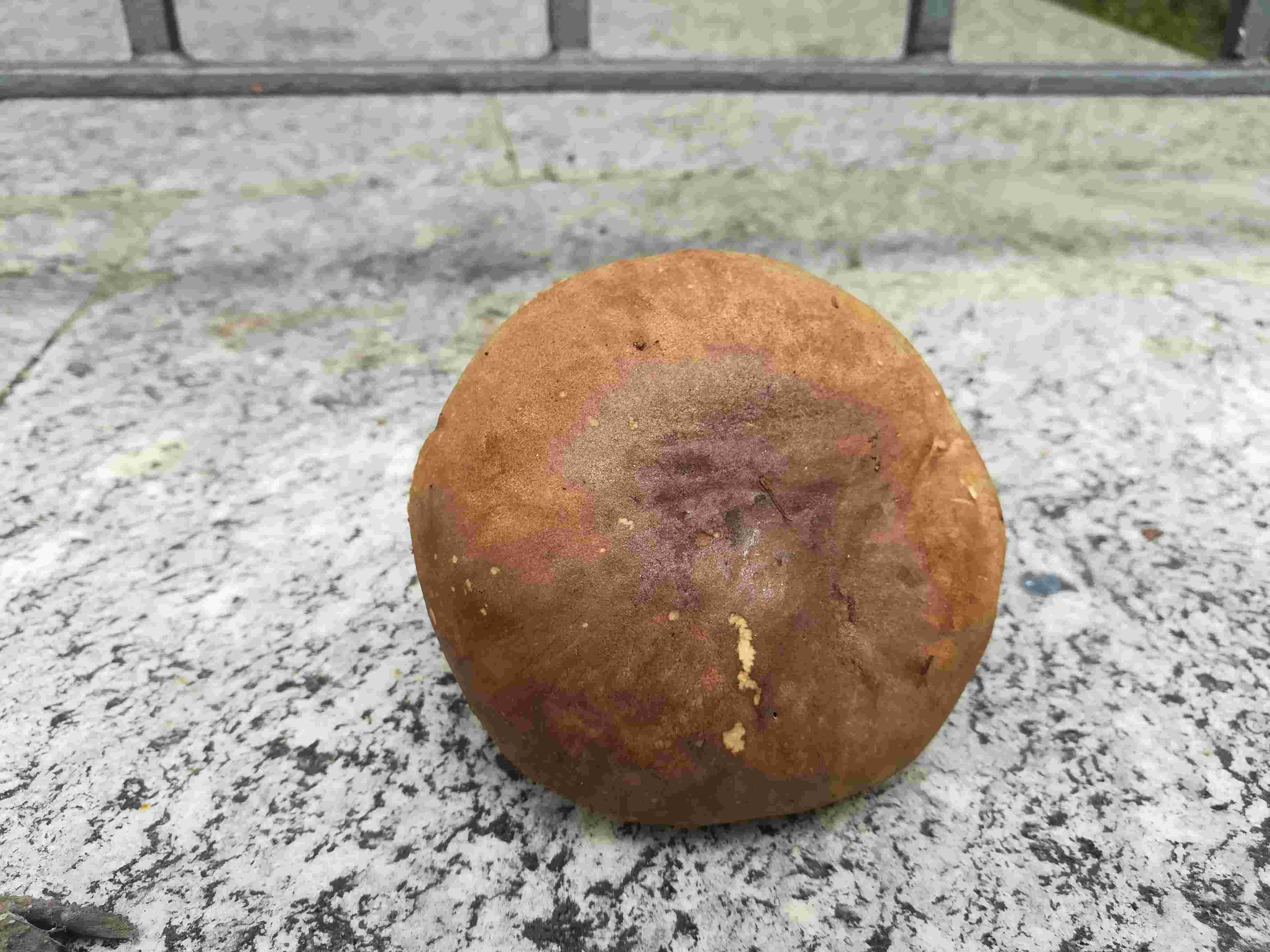 Fungo in prossimit alberi betulla
