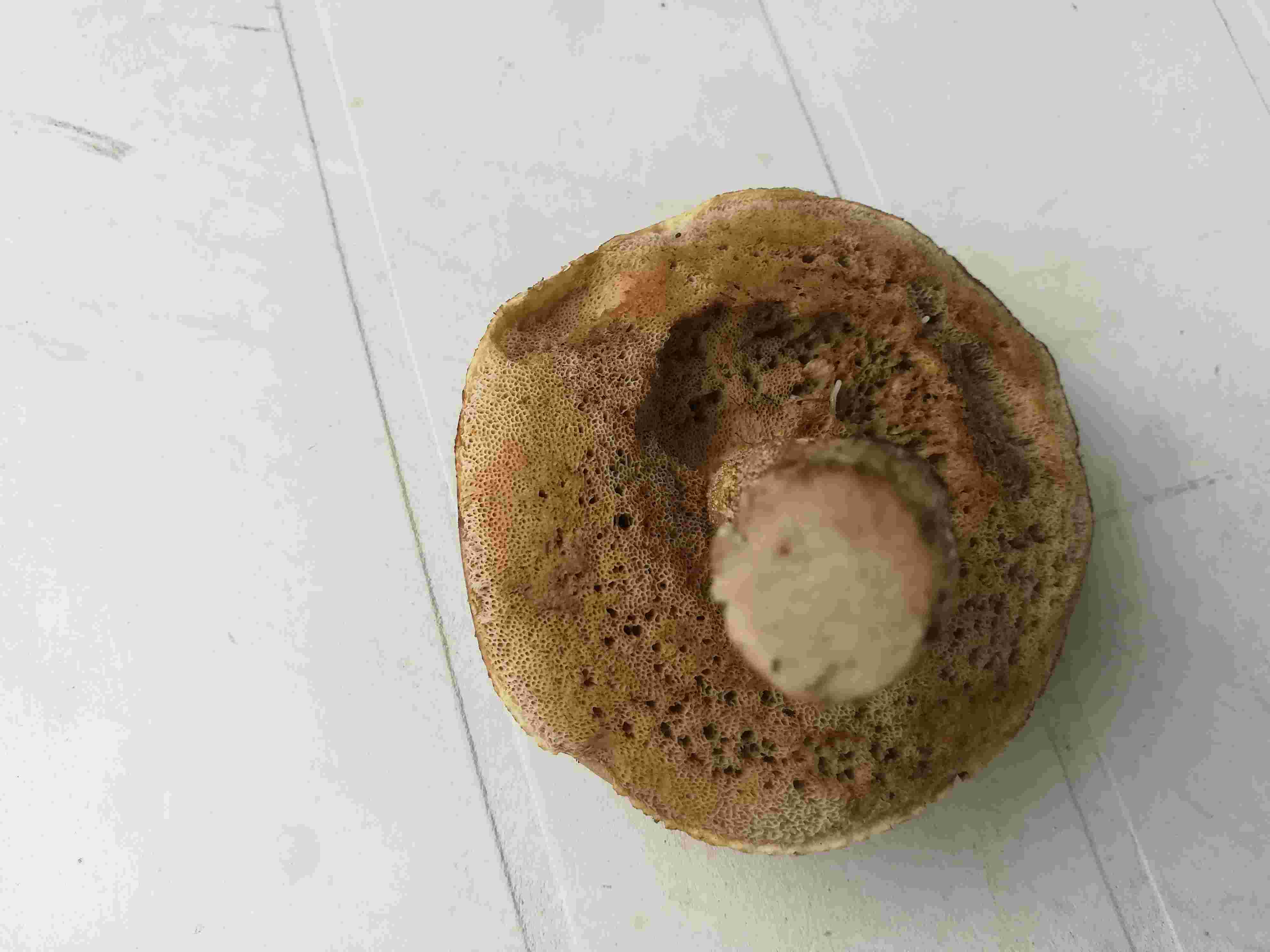 Fungo in prossimit alberi betulla