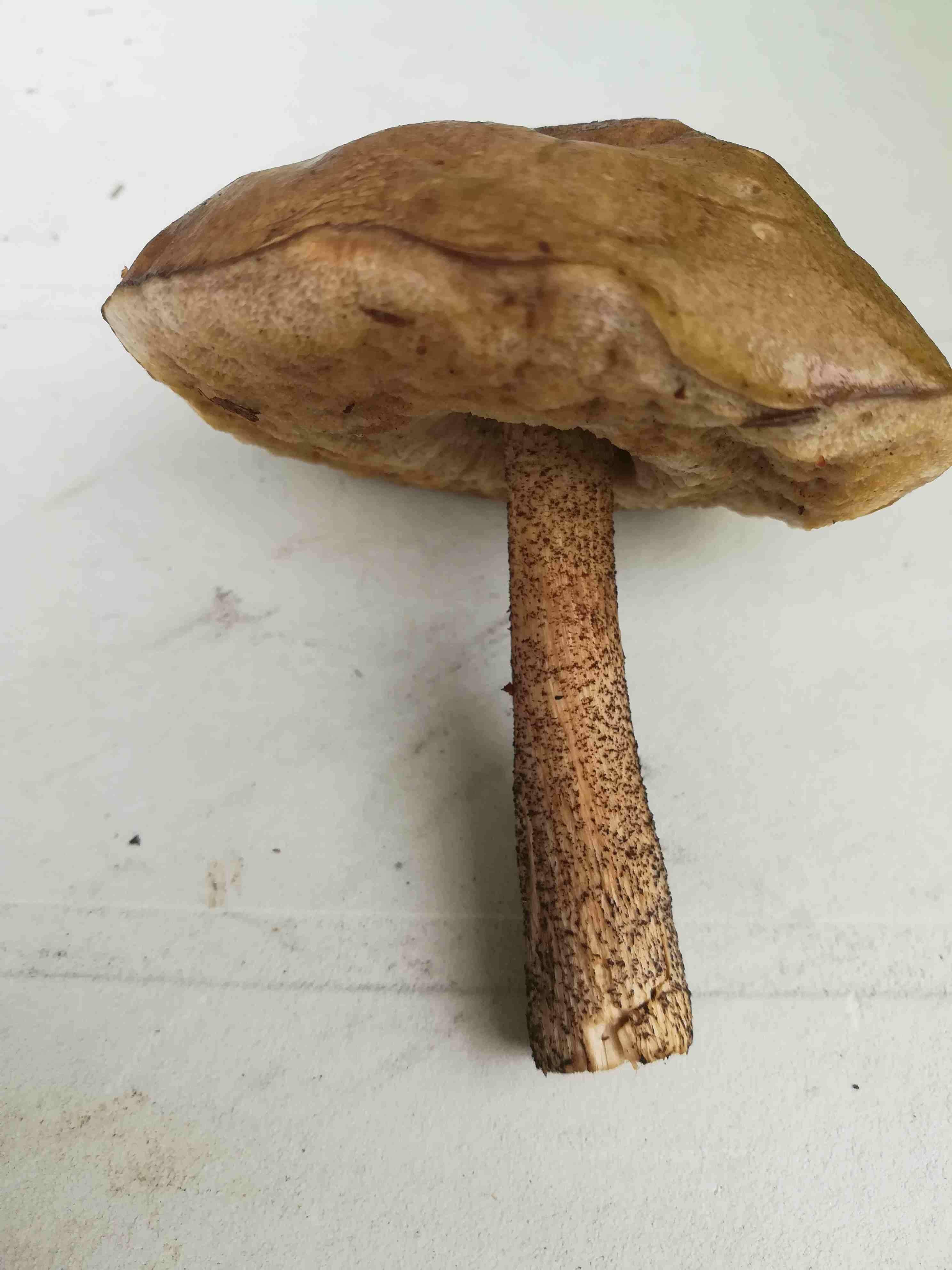 Fungo in prossimit alberi betulla
