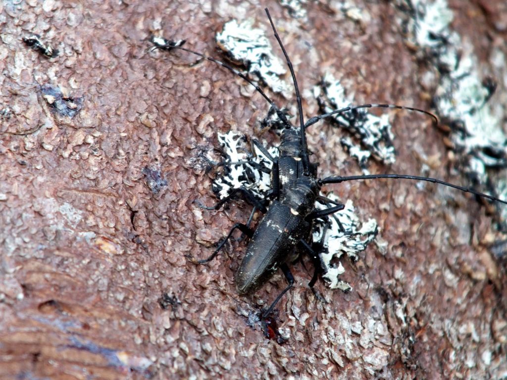 Monochamus sartor in copula