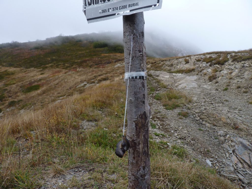 Molluschi da Limone Piemonte