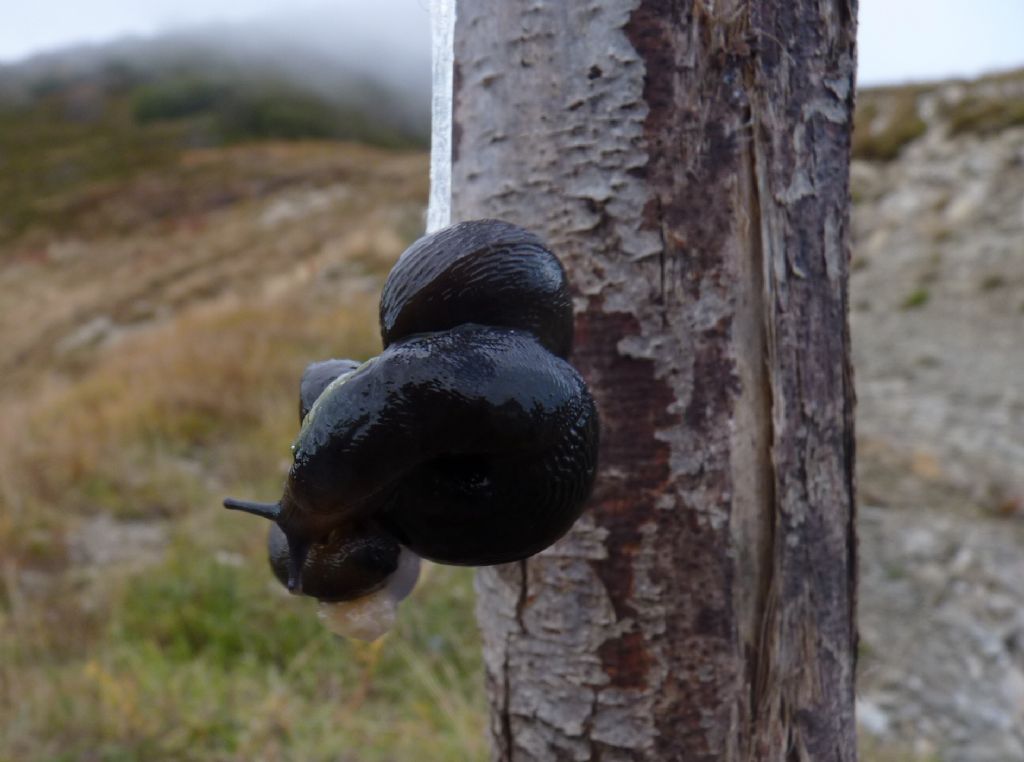 Molluschi da Limone Piemonte