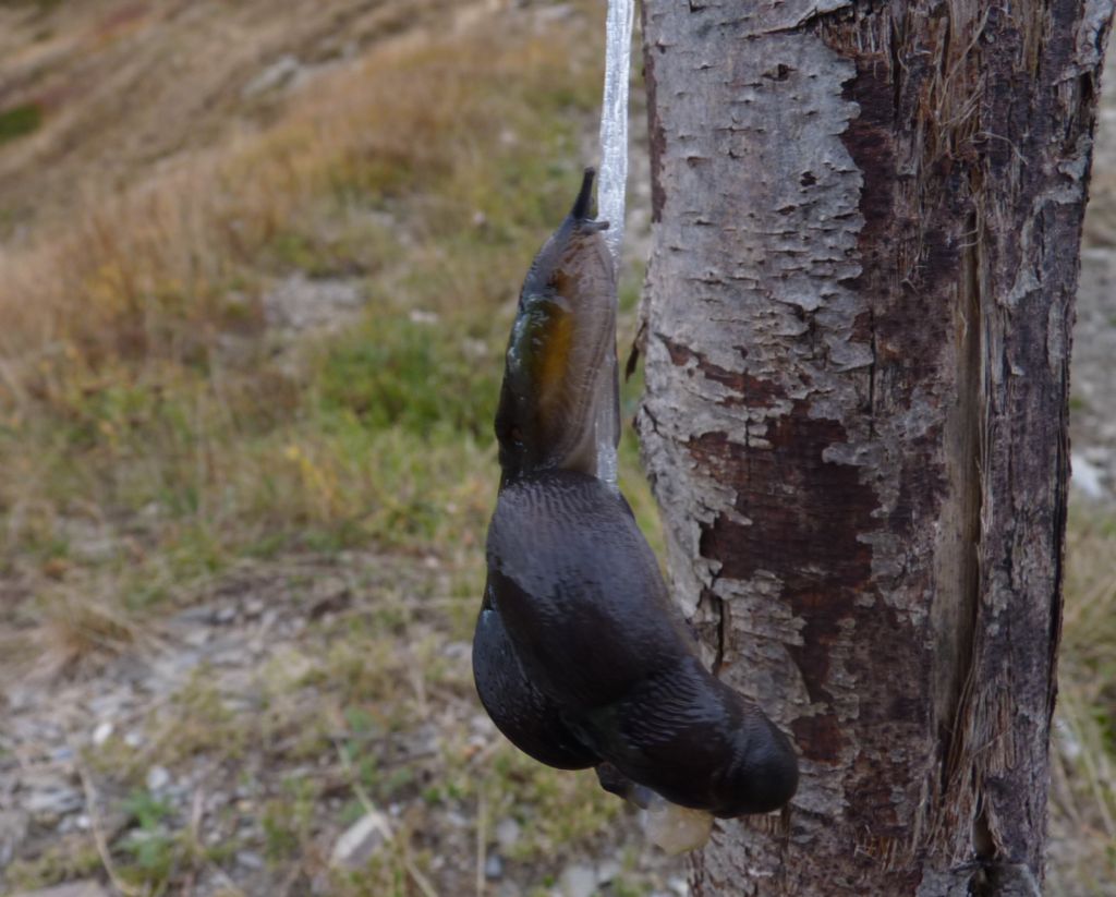 Molluschi da Limone Piemonte