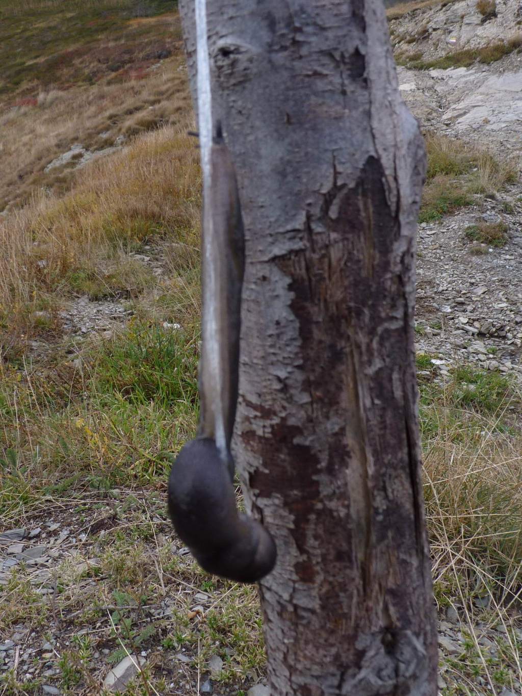 Molluschi da Limone Piemonte